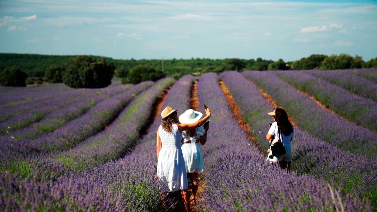 Viaje a la 'Provenza española': la escapada a pocos kilómetros de Madrid para disfrutar de sus campos de lavanda