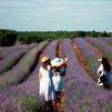 El ‘Tren de la lavanda’ vuelve a conectar los campos de Brihuega desde Madrid
