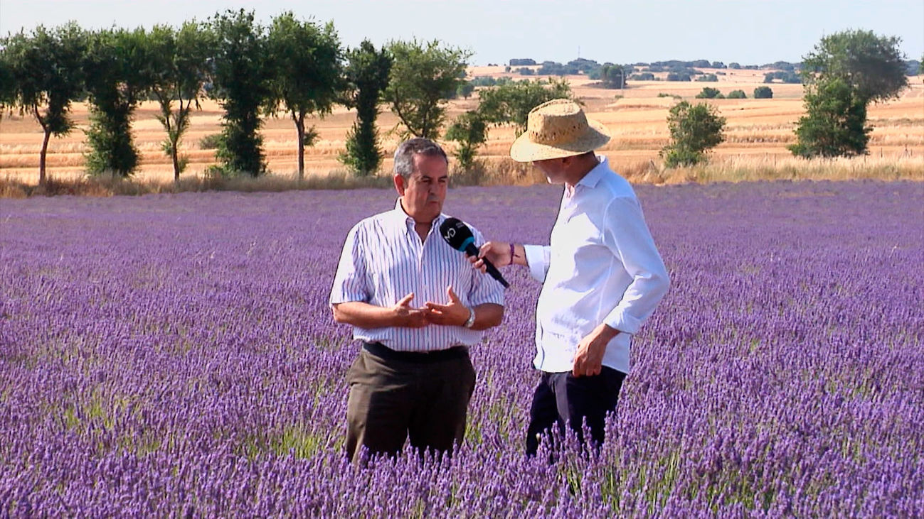 La Alcarria Madrileña se viste de lavanda