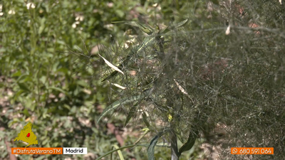 El hinojo: una planta muy beneficiosa para la salud