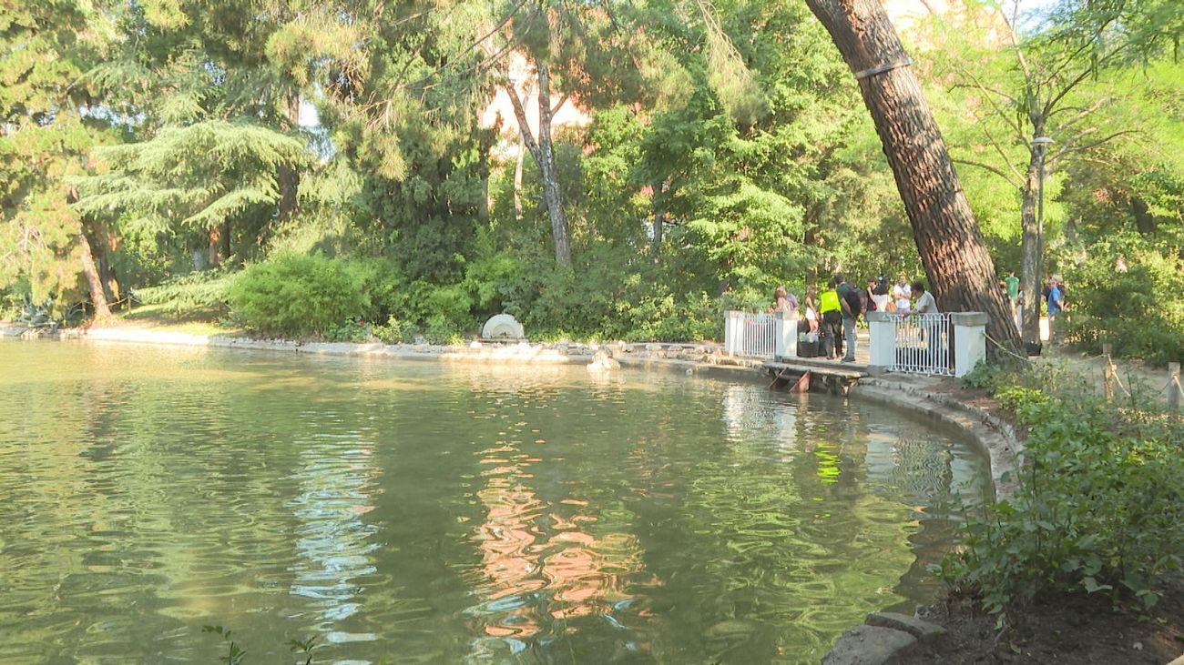 Los carpines rojos y las tencas regresan al estanque de la Quinta de los Molinos tras finalizar su limpieza