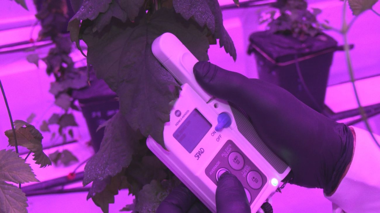 Tres Cantos cuenta con la única empresa en el mundo que cultiva lúpulo de cerveza indoor