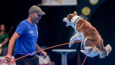 500 perros de 123 razas compiten en Valdemorillo