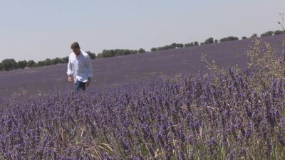 El Festival de la Lavanda de Brihuega vuelve con más sorpresas que nunca
