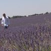El Festival de Lavanda de Brihuega vuelve con más sorpresas que nunca
