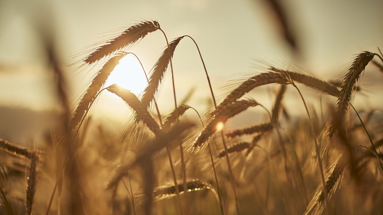 Ser segador por un día es posible este sábado en El Berrueco
