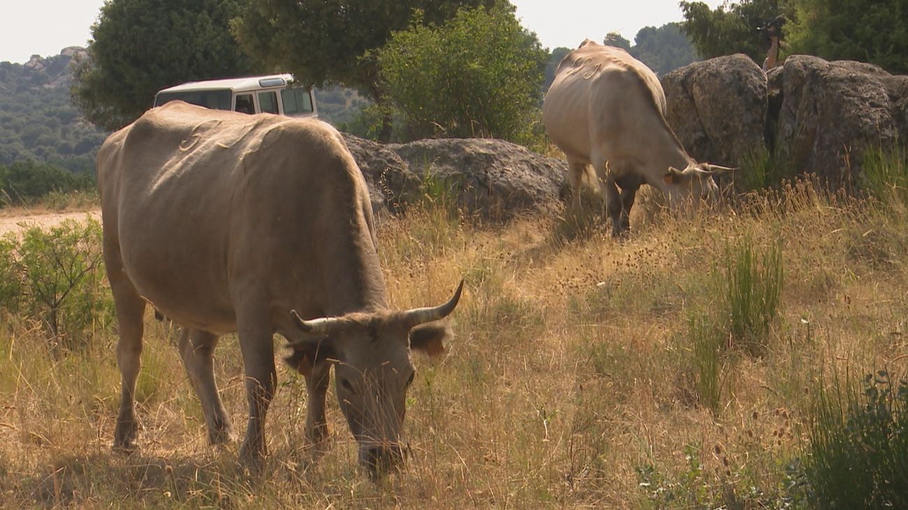 Pastoreo preventivo contra incendios