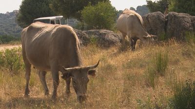 Pastoreo preventivo contra incendios