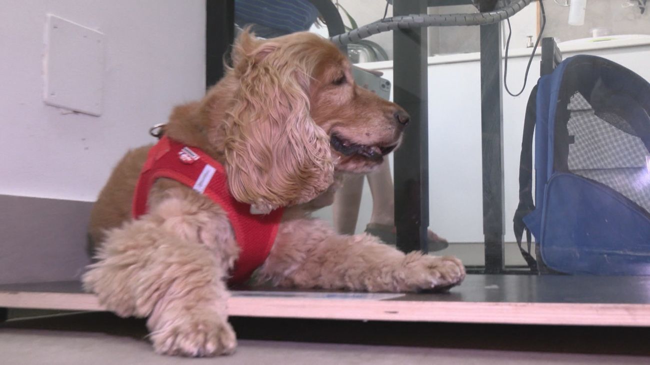 Los mejores consejos para aquellos que salga de viaje con sus mascotas