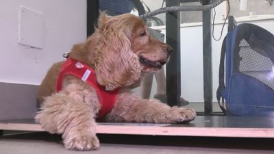 Los mejores consejos para aquellos que salga de viaje con sus mascotas