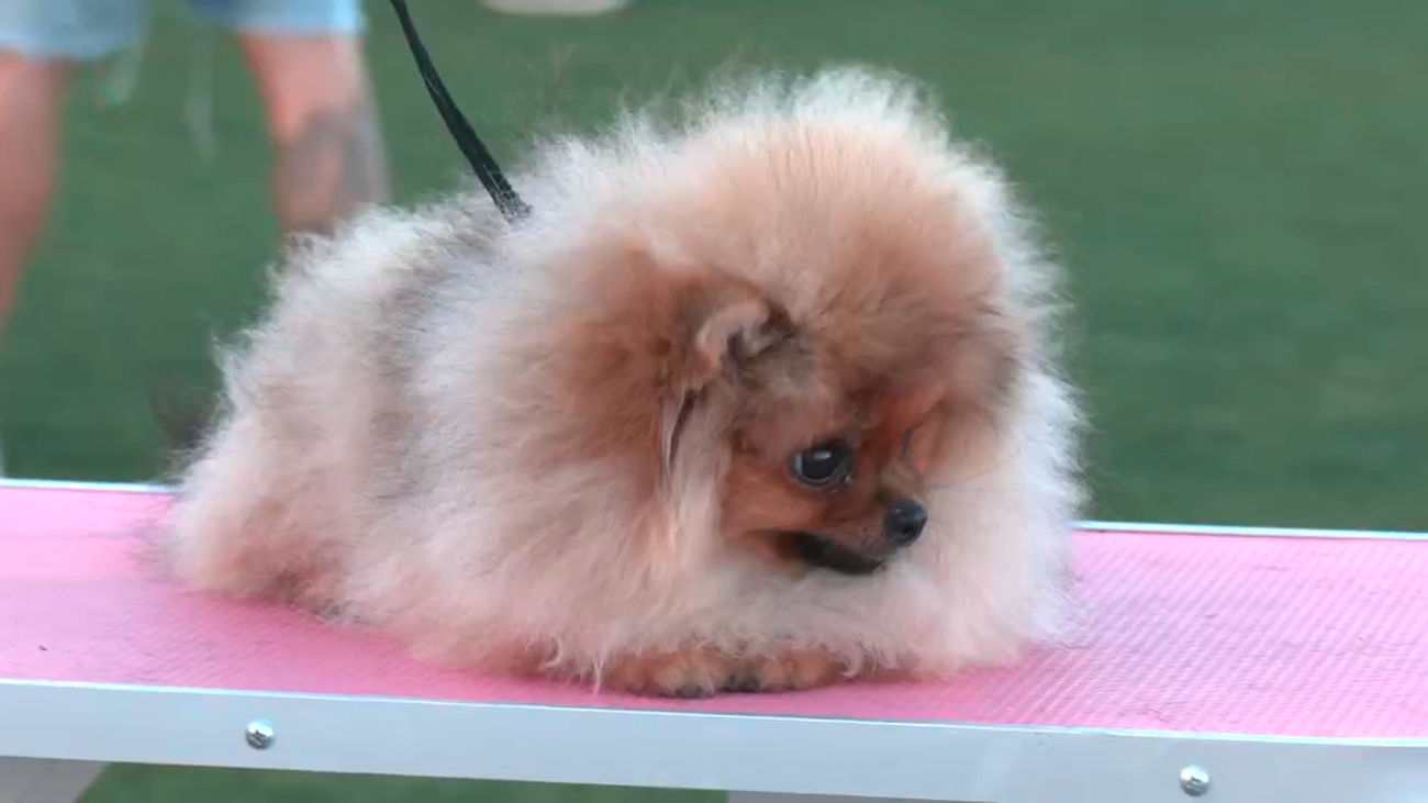 La gran 'fiesta del perro' en Valdemorillo