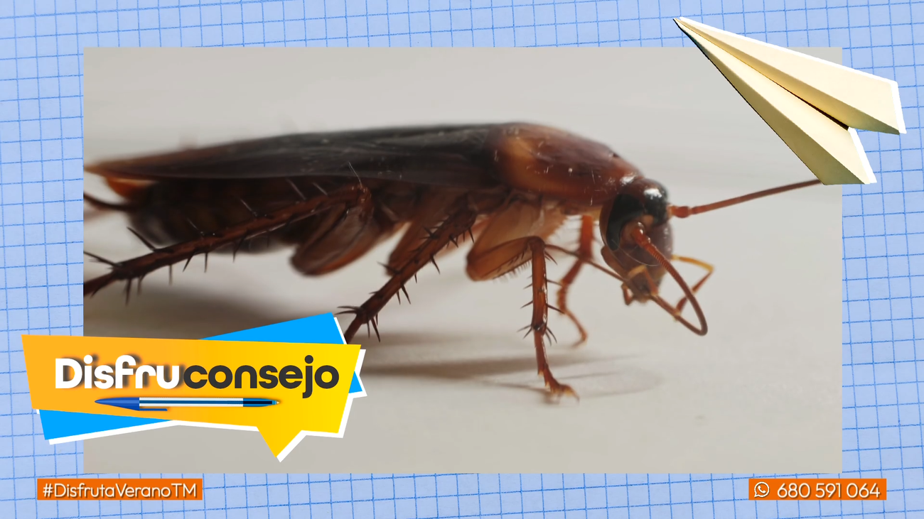 Así se crea una trampa casera para las cucarachas