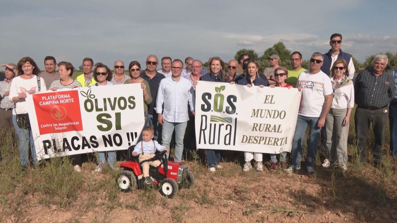 Los paneles solares 'expropian' a los olivares en Jaén