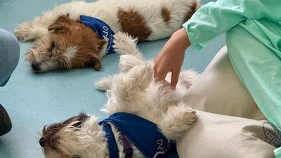 Getafe alerta sobre el abandono de animales en verano y recuerda que es un delito