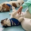 Getafe alerta sobre el abandono de animales en verano y recuerda que es un delito