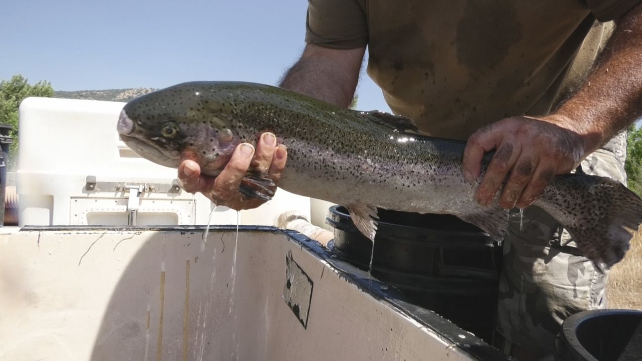 Asistimos a la suelta de la trucha arcoíris en el Río Lozoya