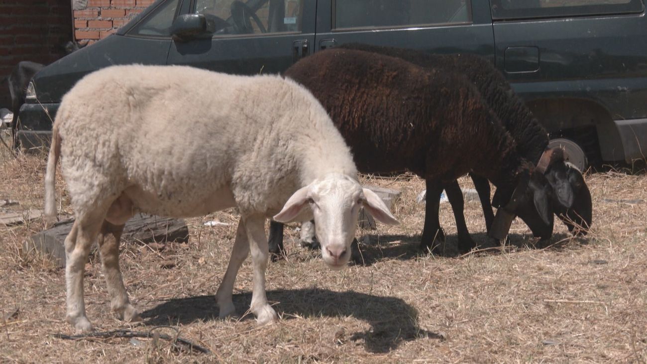 ¿Cómo desalojar al ganado?