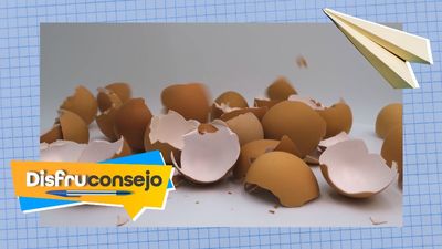 Las cáscaras de huevo son ideales para regar las plantas