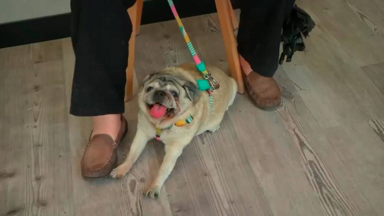 Los perros, las otras víctimas de los golpes de calor