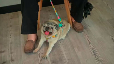 Los perros, las otras víctimas de los golpes de calor