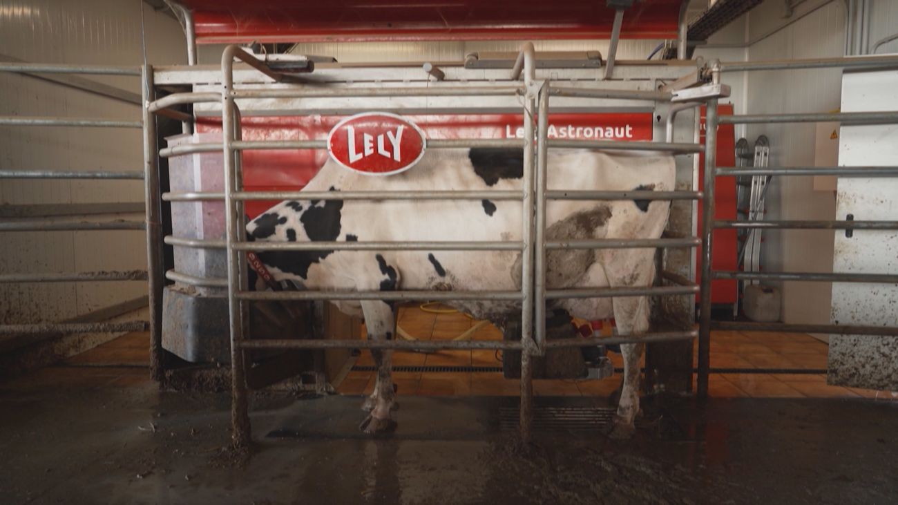 Conocemos las nuevas formas de ordeñar vacas en Velilla de San Antonio