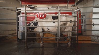 Conocemos las nuevas formas de ordeñar vacas en Velilla de San Antonio