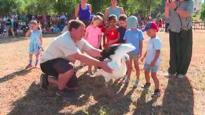 Suelta de más de un centenar de pollos de cigüeña blanca en Alcalá de Henares