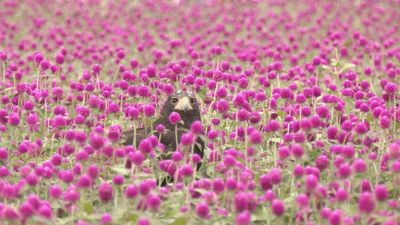 Las guardianas voladoras de La Puerta de Alcalá