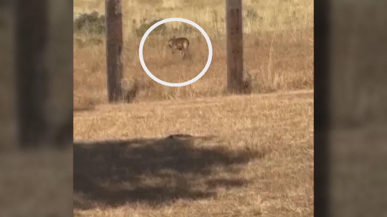 Temor en Madrid al lobo 'urbanita' tras un ataque a 50 metros de unas casas en Guadalix de la Sierra