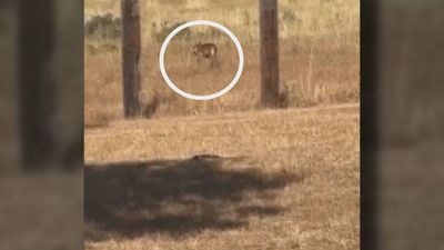 Temor en Madrid al lobo 'urbanita' tras un ataque a 50 metros de unas casas en Guadalix de la Sierra
