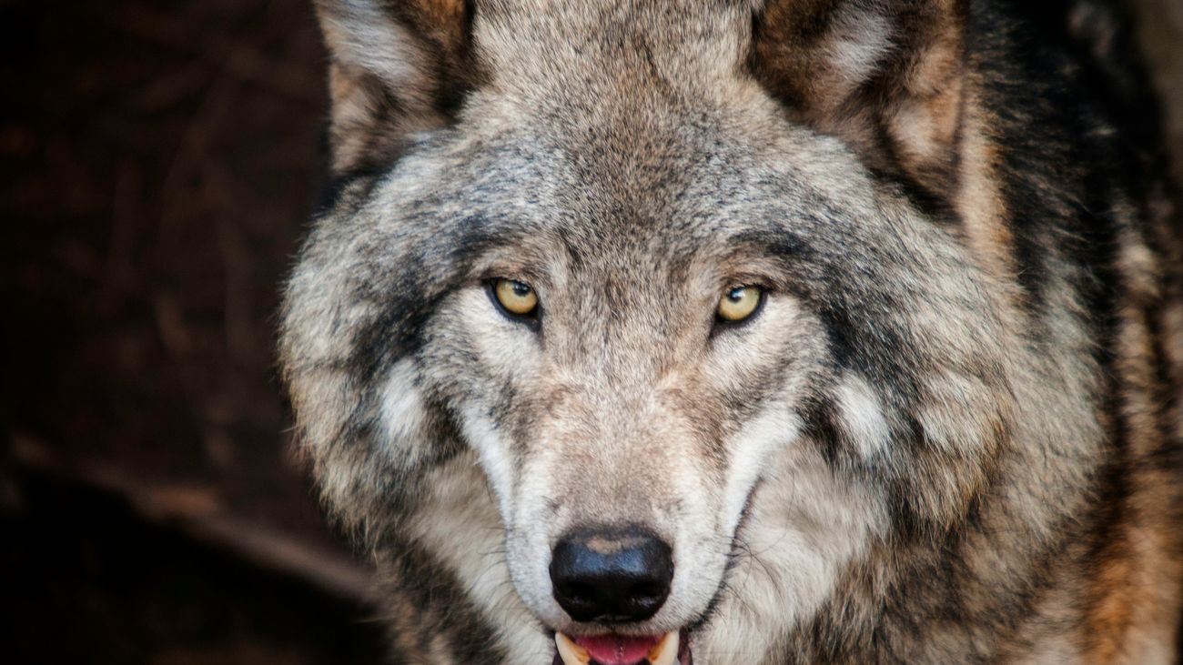 ¿Cuántos lobos hay en Madrid? Temor tras el ataque junto a una urbanización en Guadalix de la Sierra