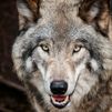 Siete comunidades denuncian al Gobierno por incumplir la legislación europea del lobo
