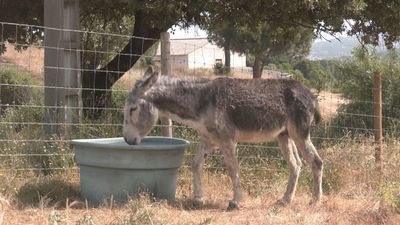 ¿Cómo cuidar de una manada de burros?