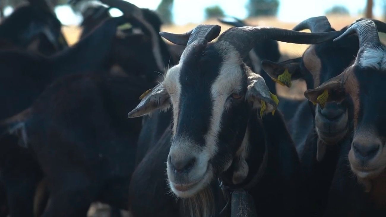 Aprendemos a ordeñar cabras en Manzanares el Real