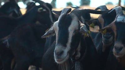Aprendemos a ordeñar cabras en Manzanares el Real
