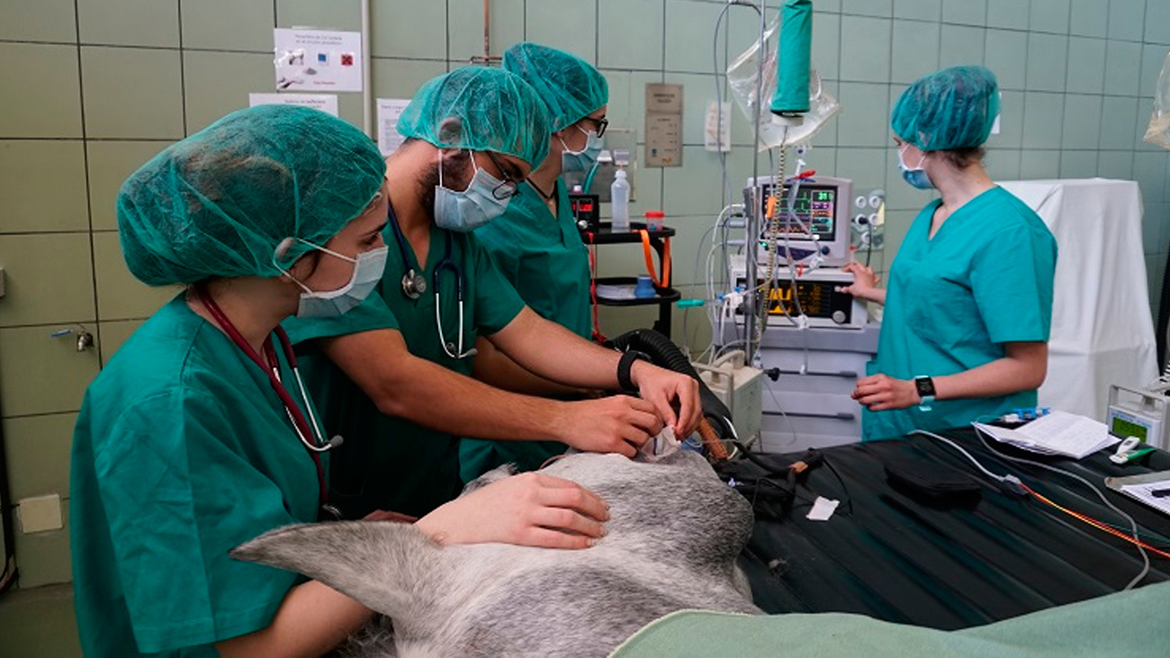 Veterinarios de la Universidad Complutense de Madrid logran implantar con éxito un marcapasos a un caballo