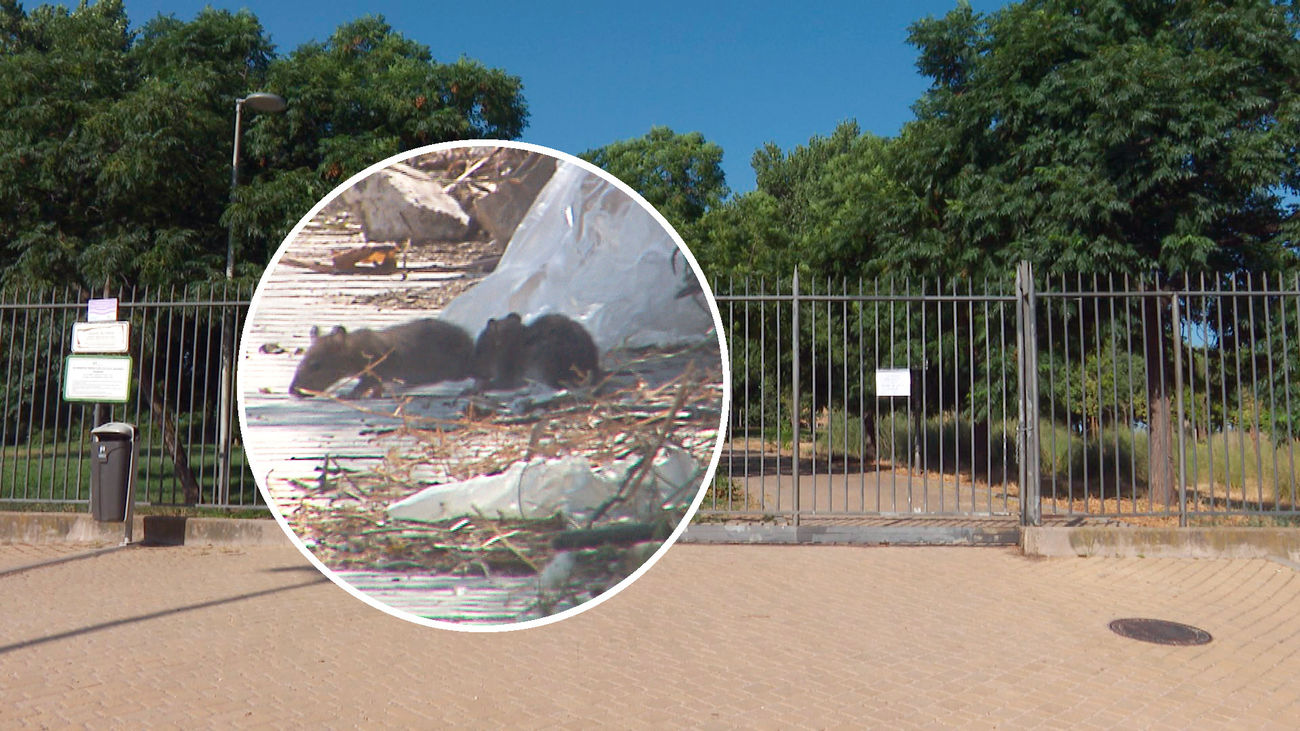 Una plaga de ratas de agua obliga a cerrar un parque público de Parla