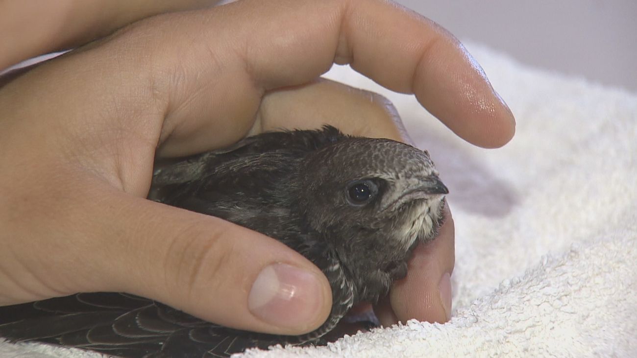 El verano, la peor época para las crías de animales silvestres