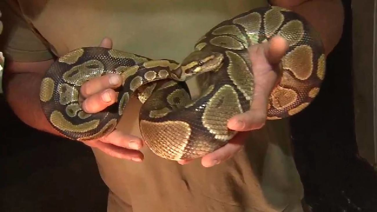 Atención a las serpientes en verano: los hospitales de Madrid activan los protocolos especiales por mordeduras