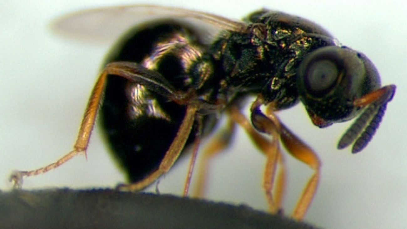 Imagen de una avispa joya