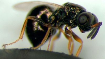 La clave para frenar el envejecimiento la tienen las avispas, asegura un estudio