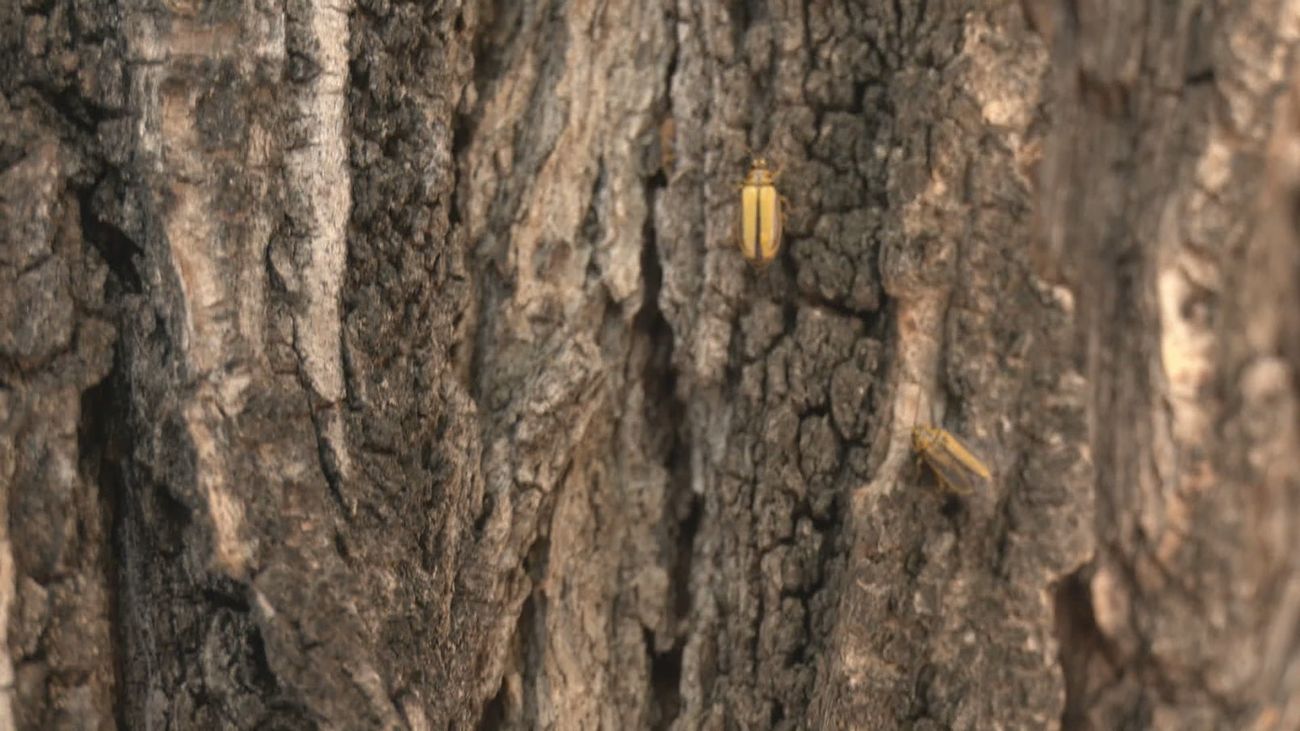 Invasión de galerucas en Leganés: los vecinos luchan contra los insectos en sus casas