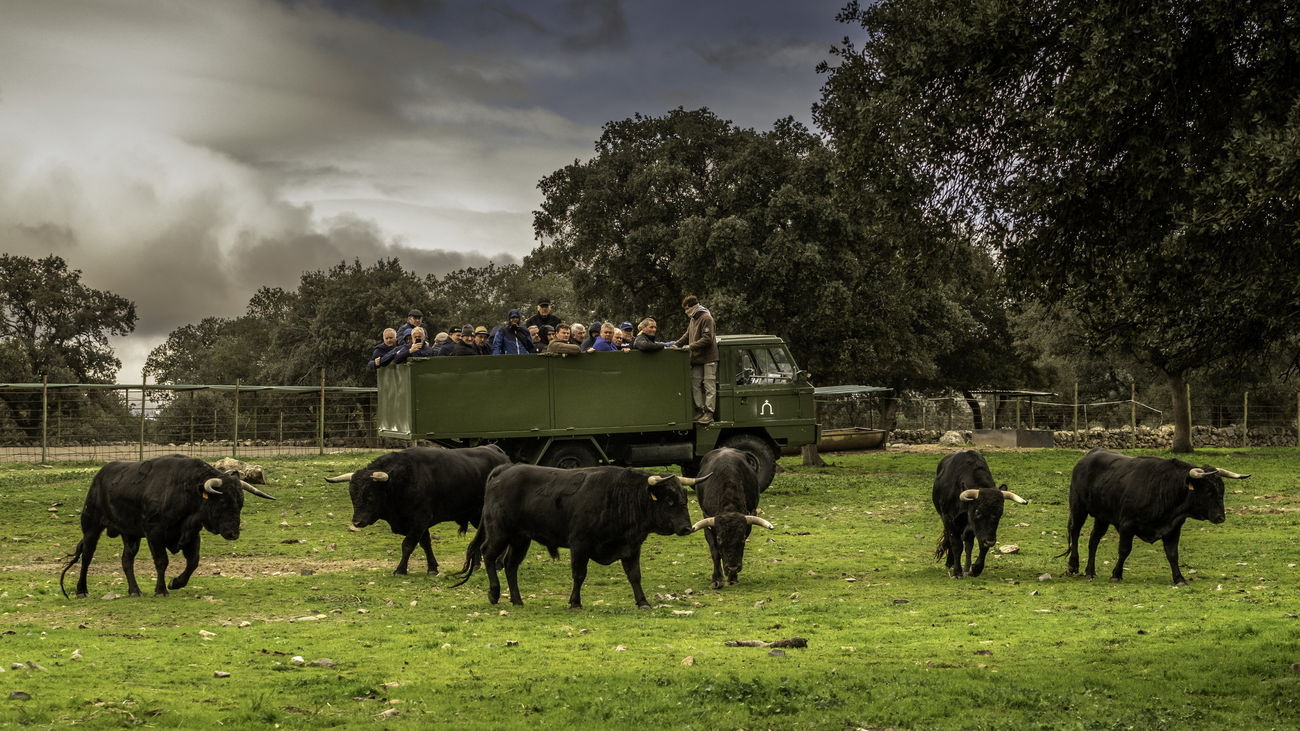 Un grupo de turistas recorre una finca de toros bravos en Madrid