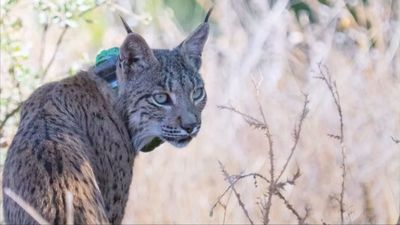 Confirmada la presencia de un lince en el noreste de Madrid