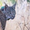Confirmada la presencia de un lince en el noreste de Madrid