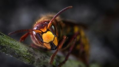 Hallan 'avispas radioactivas' en una instalación de armas nucleares de EEUU