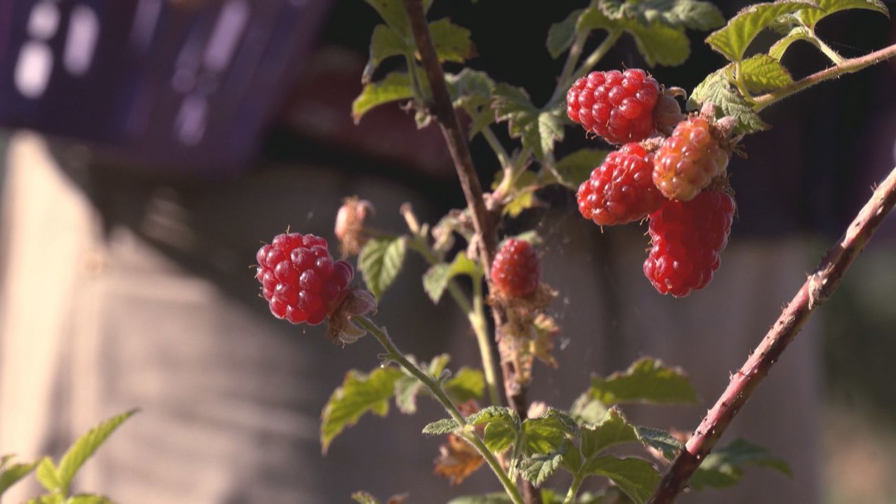 El tayberry, un híbrido entre la mora y la frambuesa