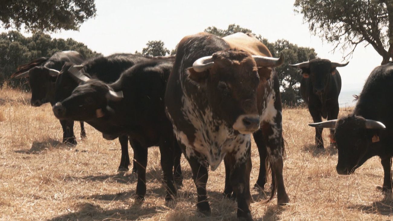 El toro sardo es una raza muy especial