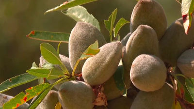 La almendra española, en el punto de mira por los aranceles de Estados Unidos
