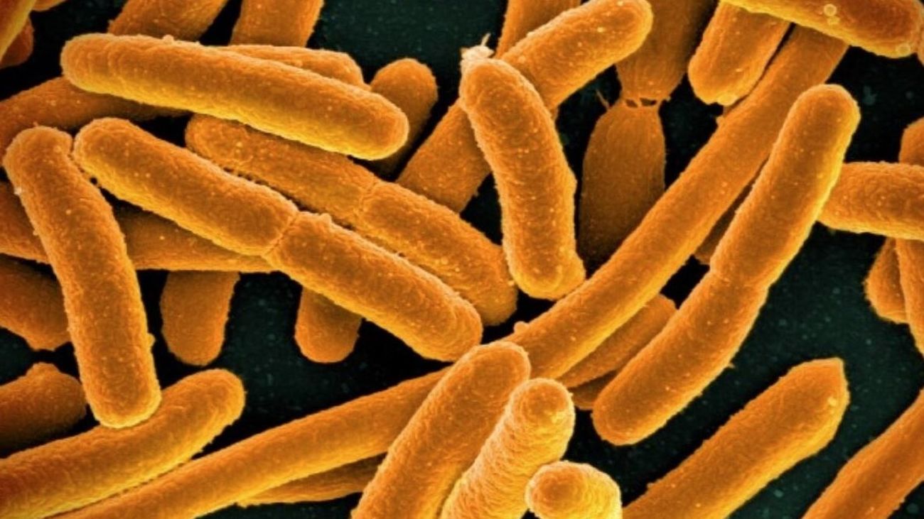 Más del 70% de los genes de resistencia a los antibióticos están en la cadena alimentaria